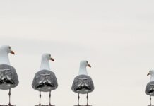 Kto jest pełnomocnikiem ds Zintegrowanego Systemu zarządzania?