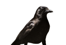 Co to jest zwolnienie przedmiotowe z VAT?