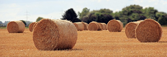 Na czym polega rola rodziców? Na czym polega rola rodziców?
